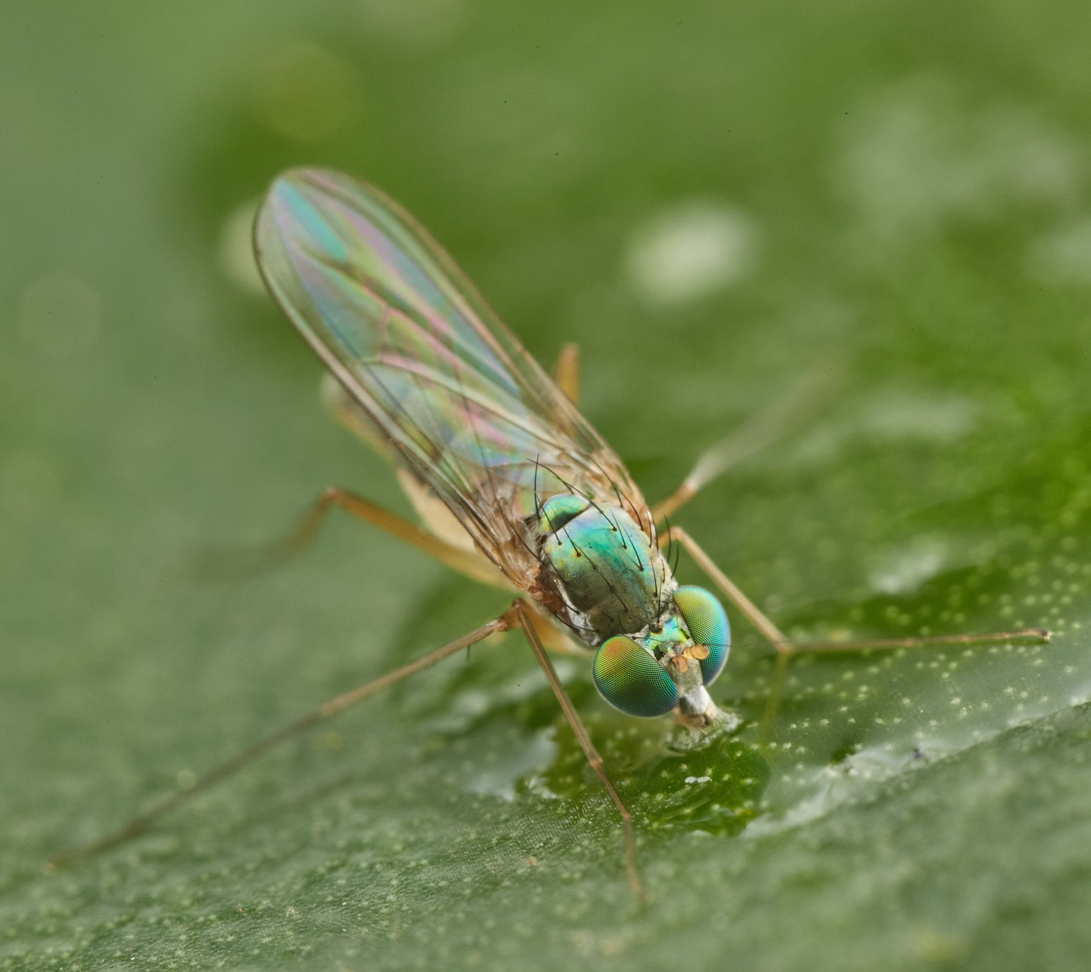 Diptera.info Discussion Forum Dolicopodidae