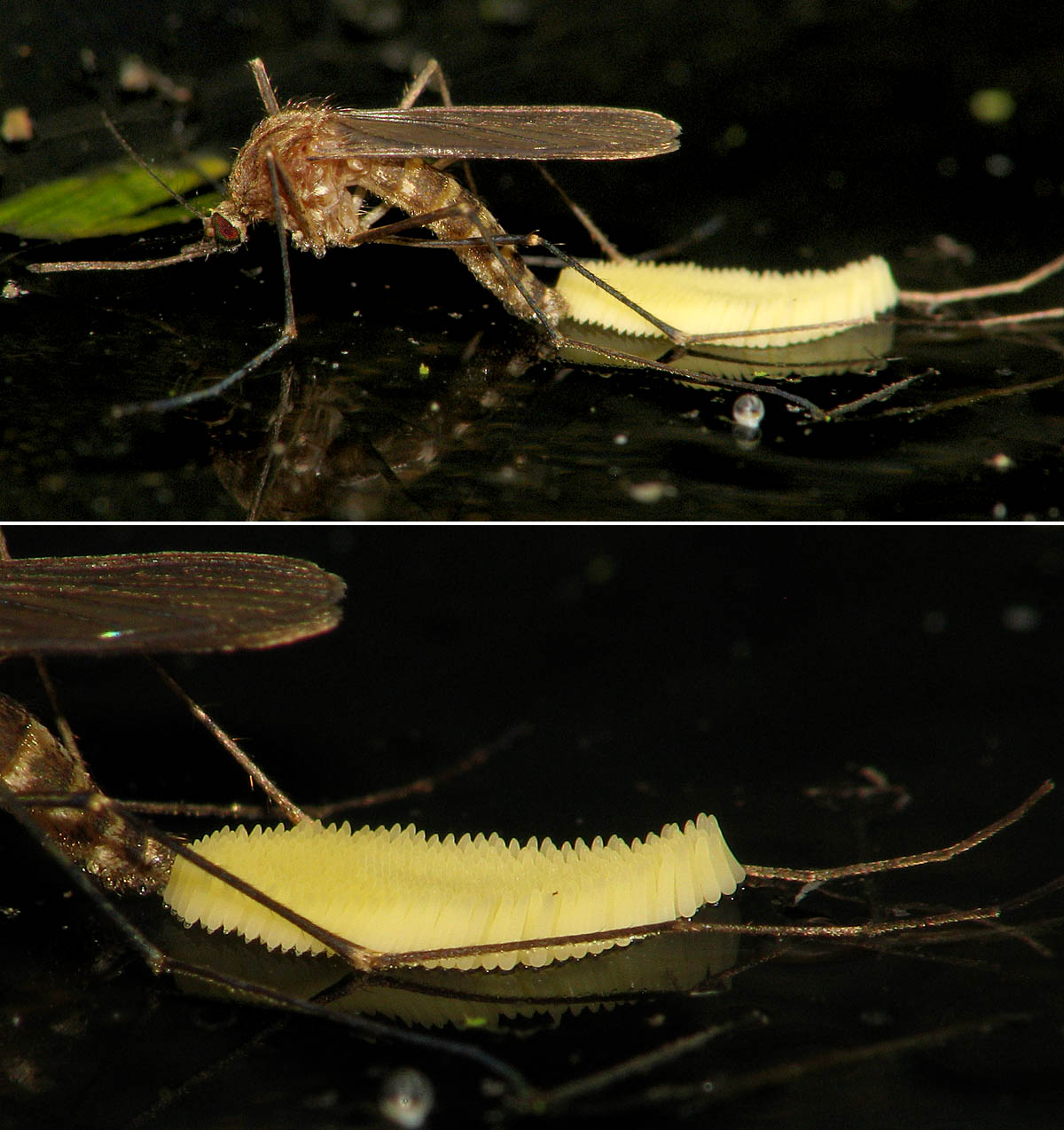 Diptera.info Discussion Forum Mosquito laying eggs Culex cf. pipiens