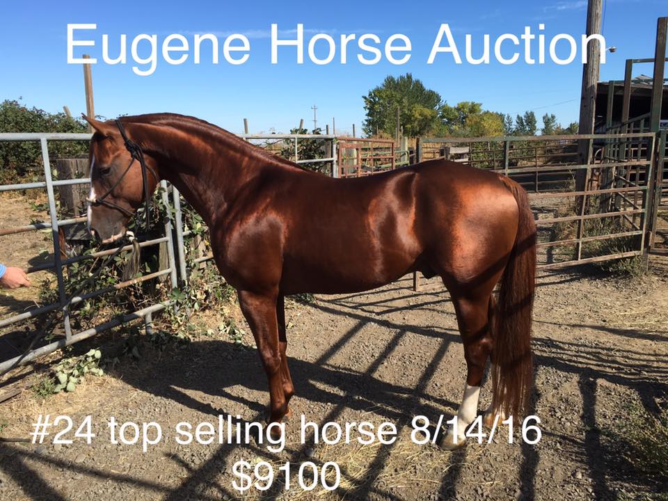 Eugene Horse Auction 2nd Sunday of Every Month «