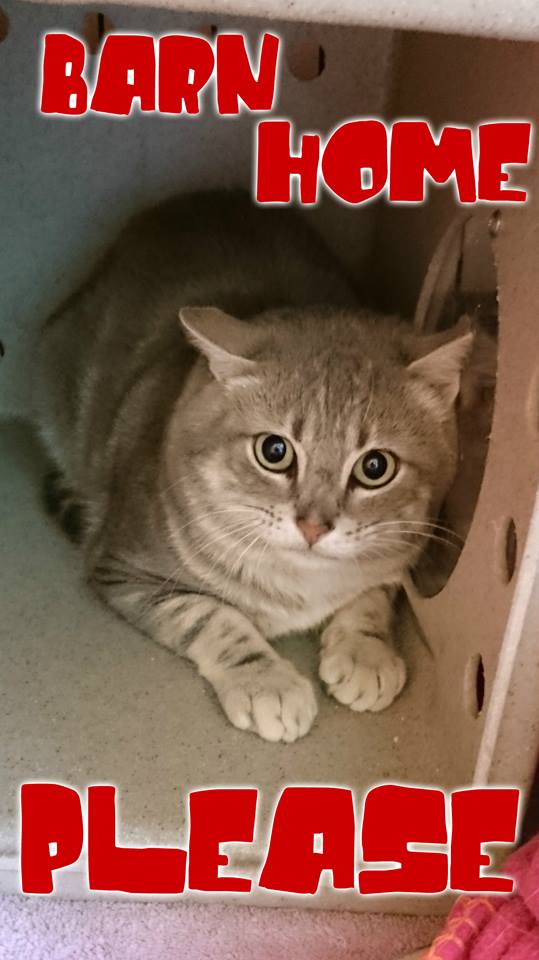 Kitsap Humane Society Barn Cats «