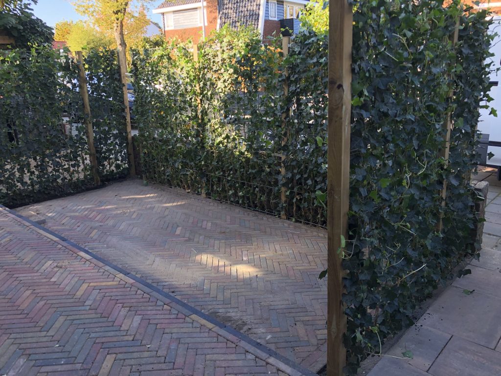 Kant En Klaar Haag Hedera | Grenen Palen - Direct Bestrating