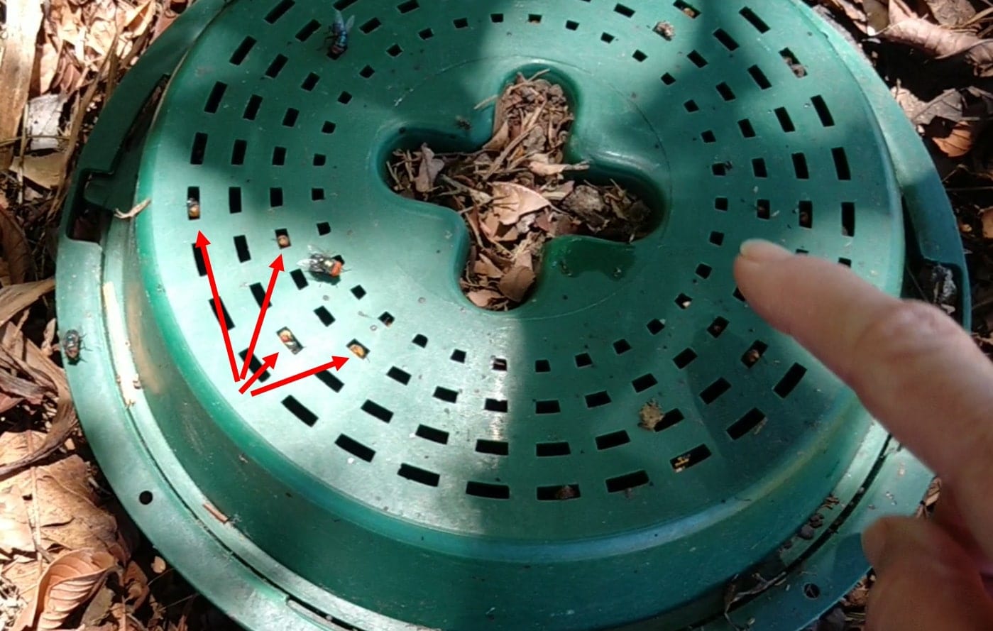 Composting with Black Soldier Flies Direct Compost Solutions