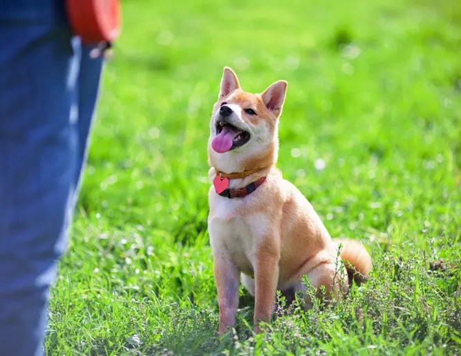 In Home Dog Training, In Home Puppy Training, Dog Behaviour