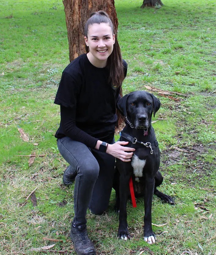 In Home Dog Training, In Home Puppy Training, Dog Behaviour