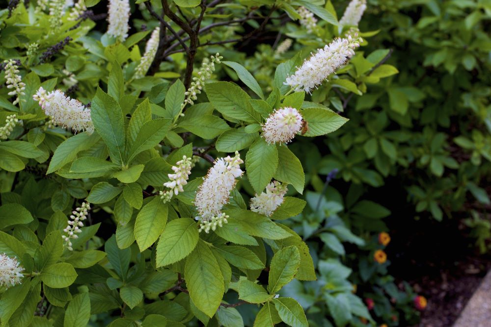 Sweet Pepperbush Direct Native Plants MD, DE, PA, VA