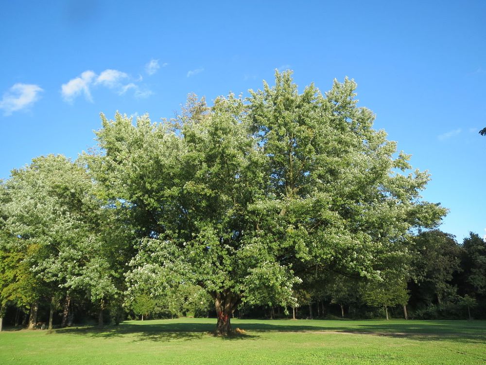 Silver Maple Direct Native Plants MD, DE, PA, VA