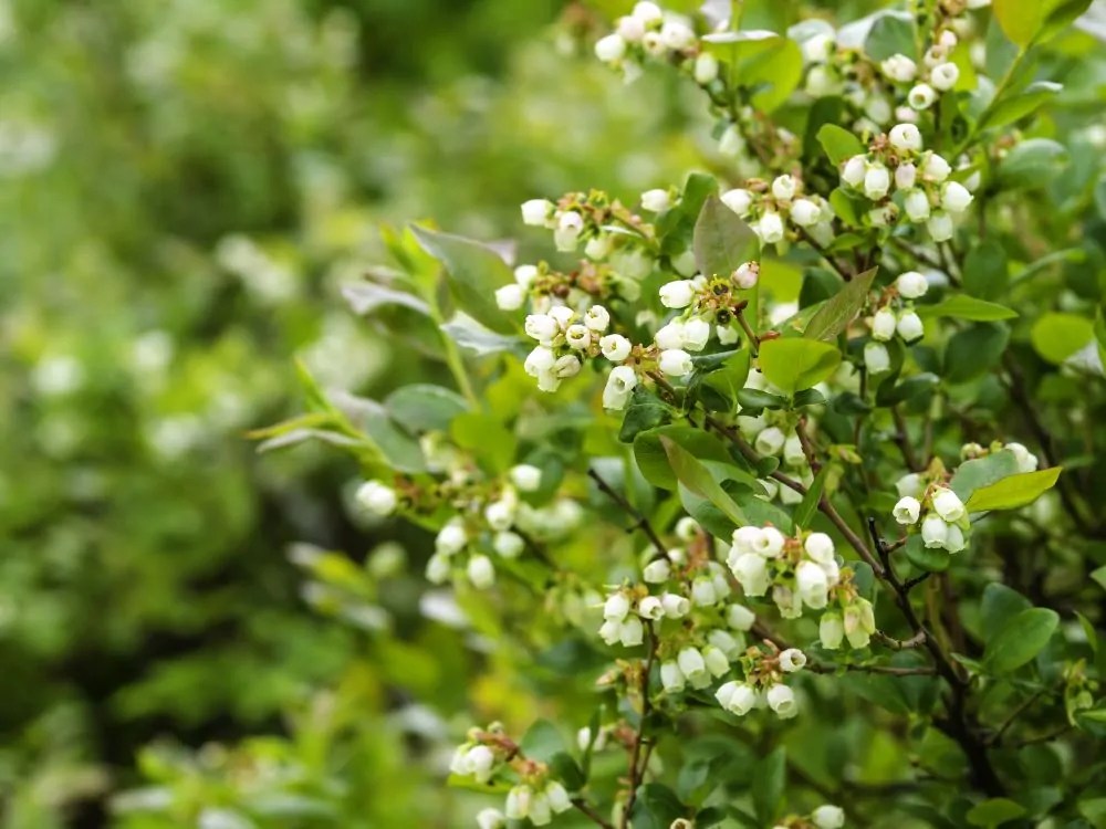 Highbush Blueberry Direct Native Plants
