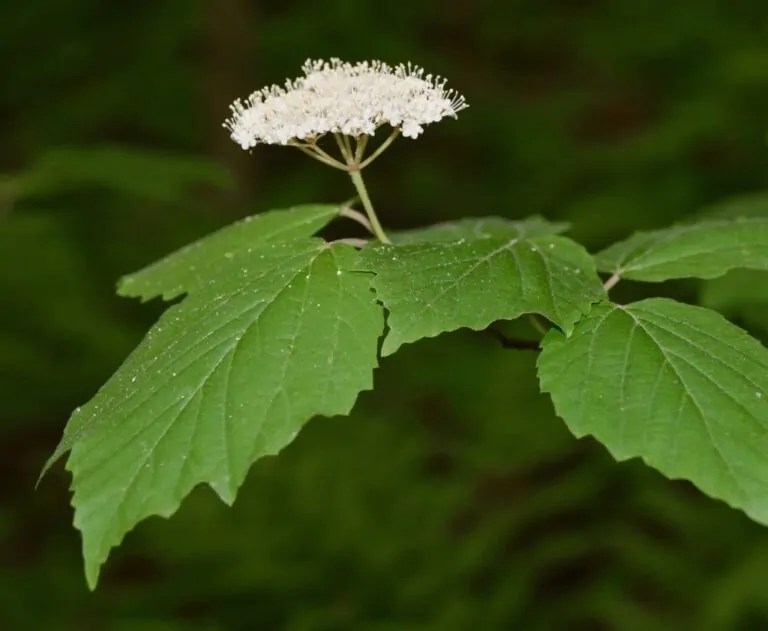 Mapleleaf Viburnum Direct Native Plants