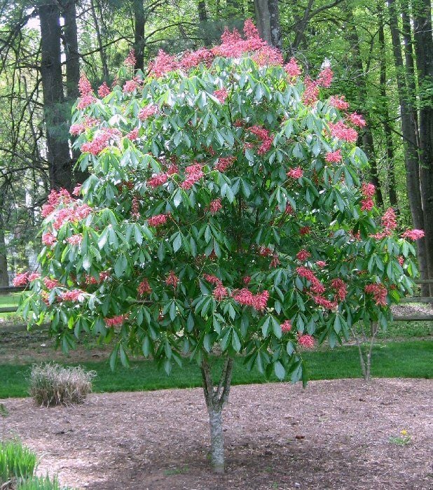 Red Buckeye Direct Native Plants