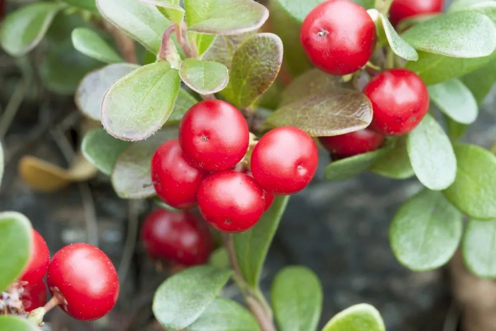Bearberry Direct Native Plants