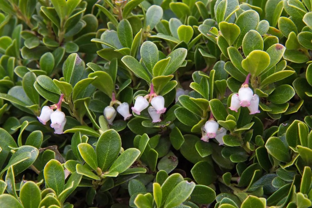 Bearberry Direct Native Plants