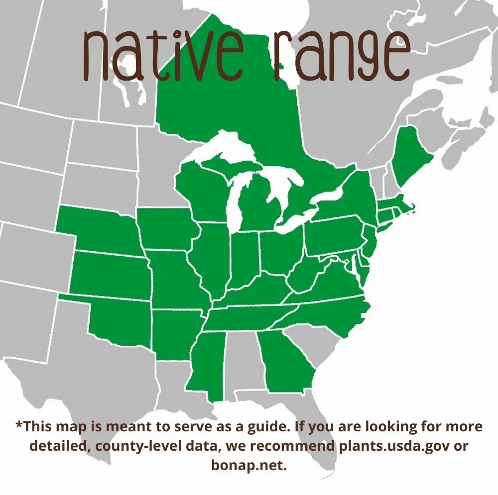 Pin Oak Direct Native Plants