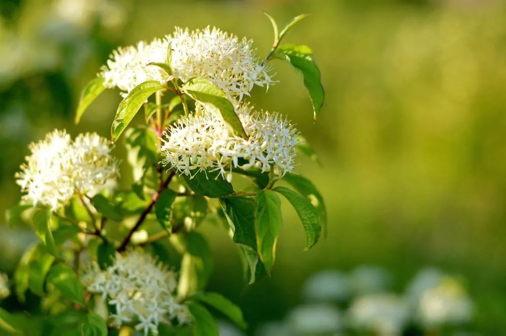 All Native Plants Archives Direct Native Plants