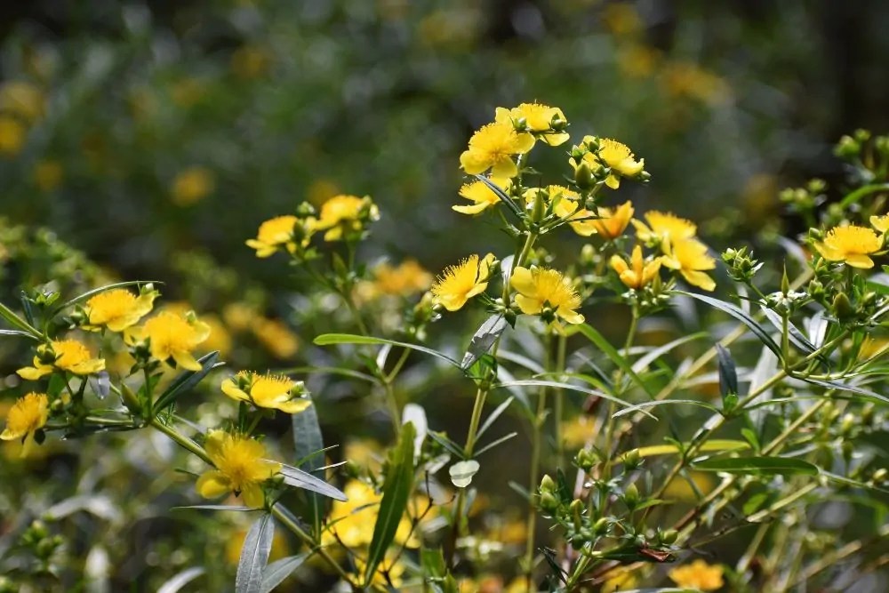 Bushy St. John's Wort Direct Native Plants