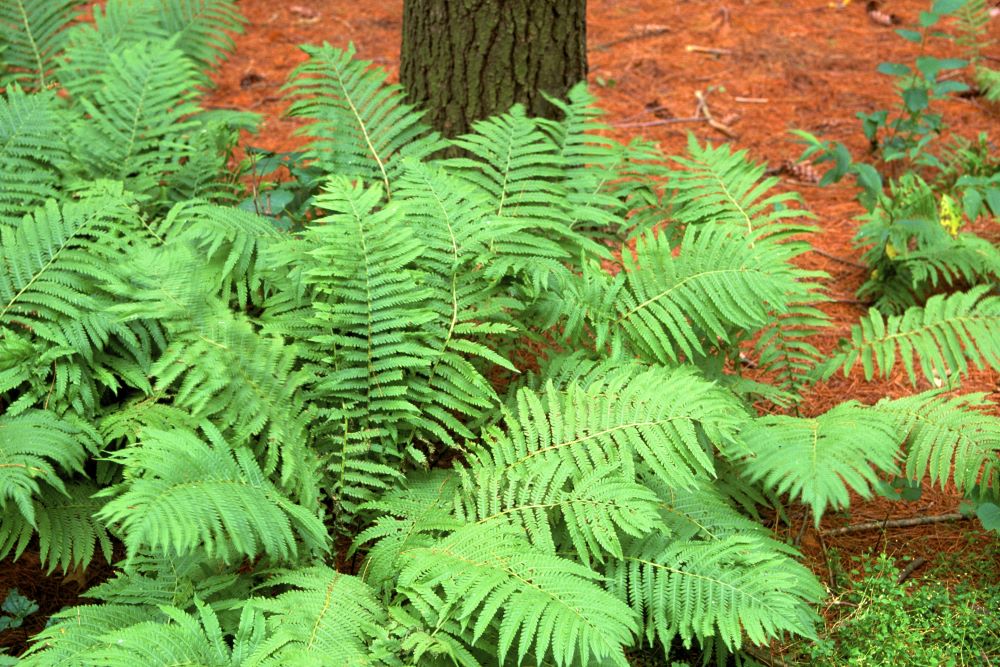 Buy Lady Fern for Sale Online Direct Native Plants