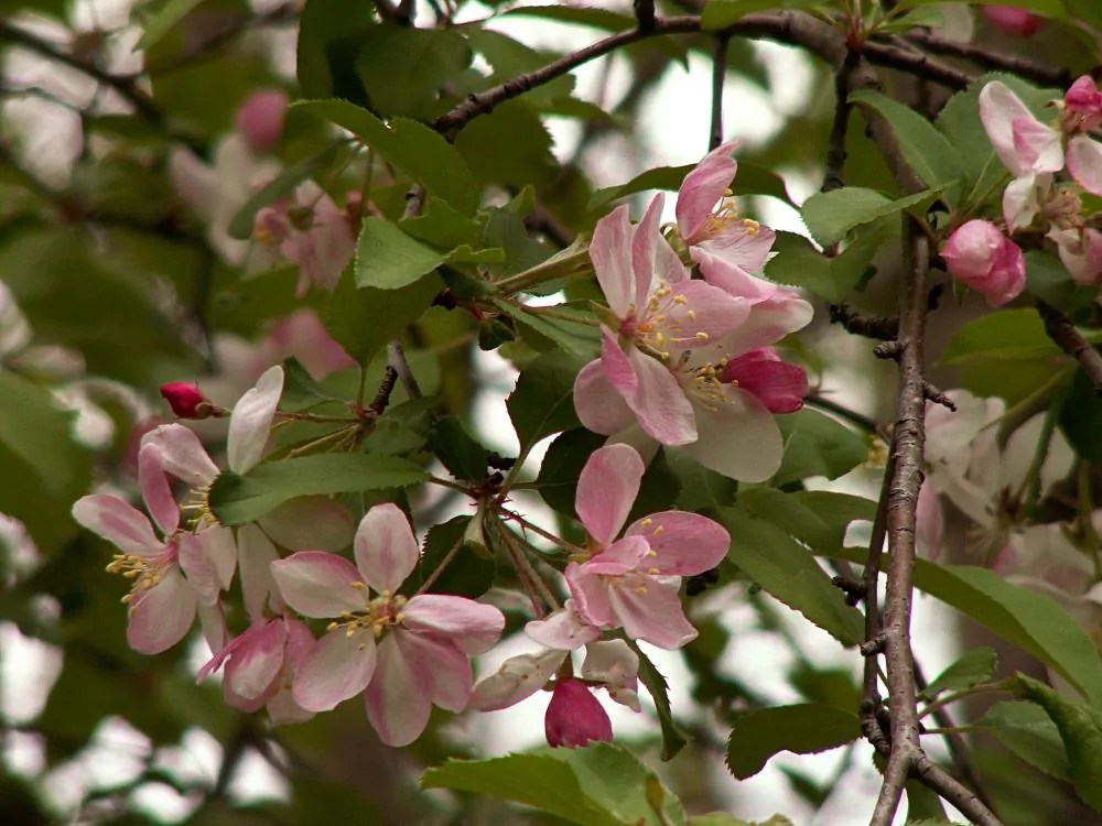 Sweet Crabapple Direct Native Plants