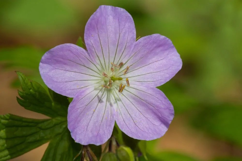Wild Geranium Direct Native Plants