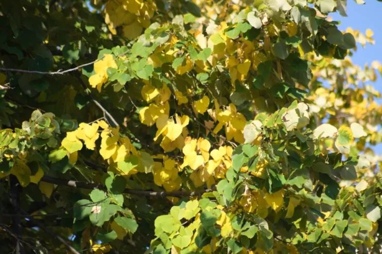 American Linden Direct Native Plants