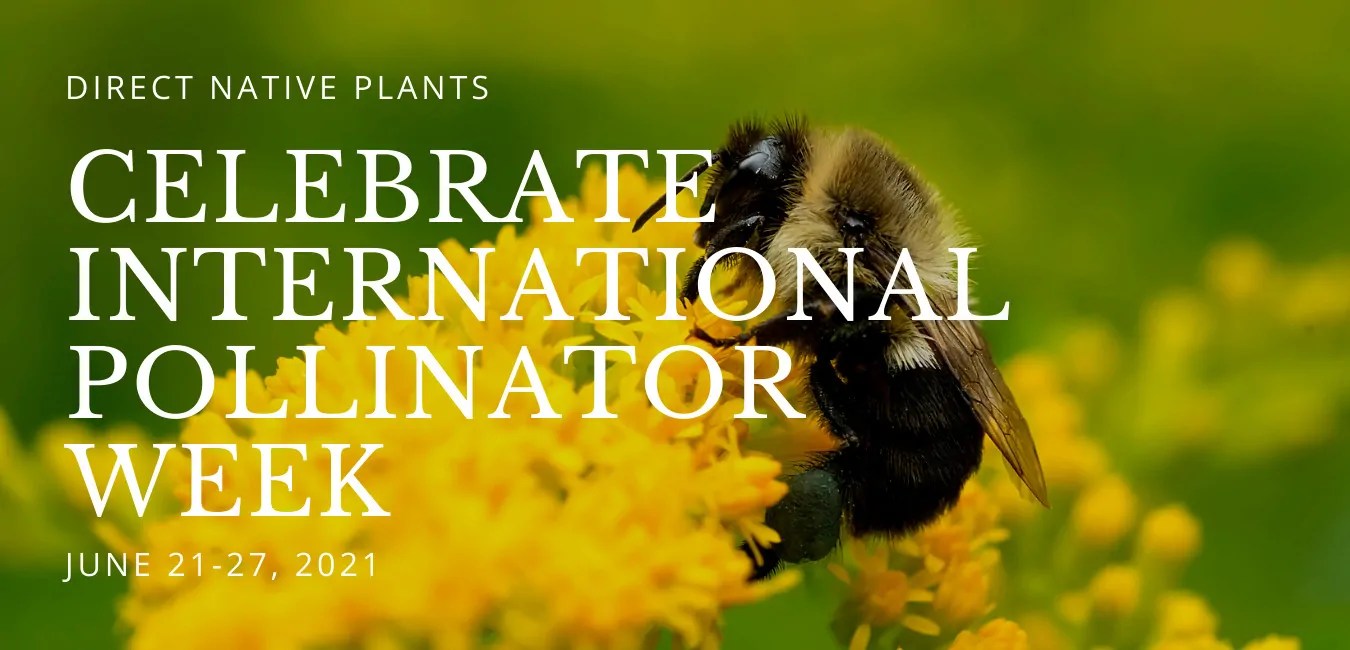 International Pollinator Week Celebrate with Direct Native Plants