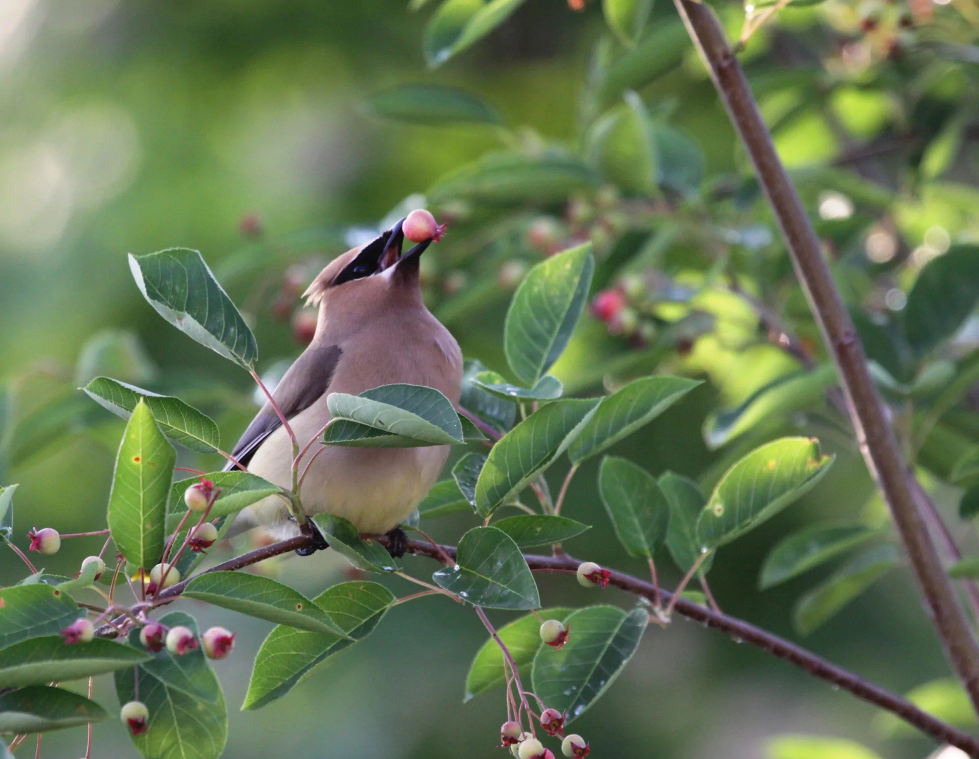 Buy Native Plants for Sale Online Direct Native Plants