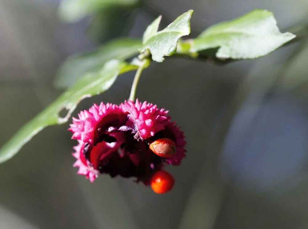 Buy Bursting Heart for Sale Online Direct Native Plants