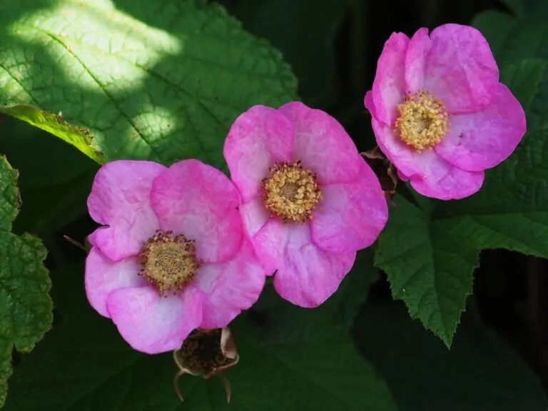 Purple Flowering Raspberry Direct Native Plants