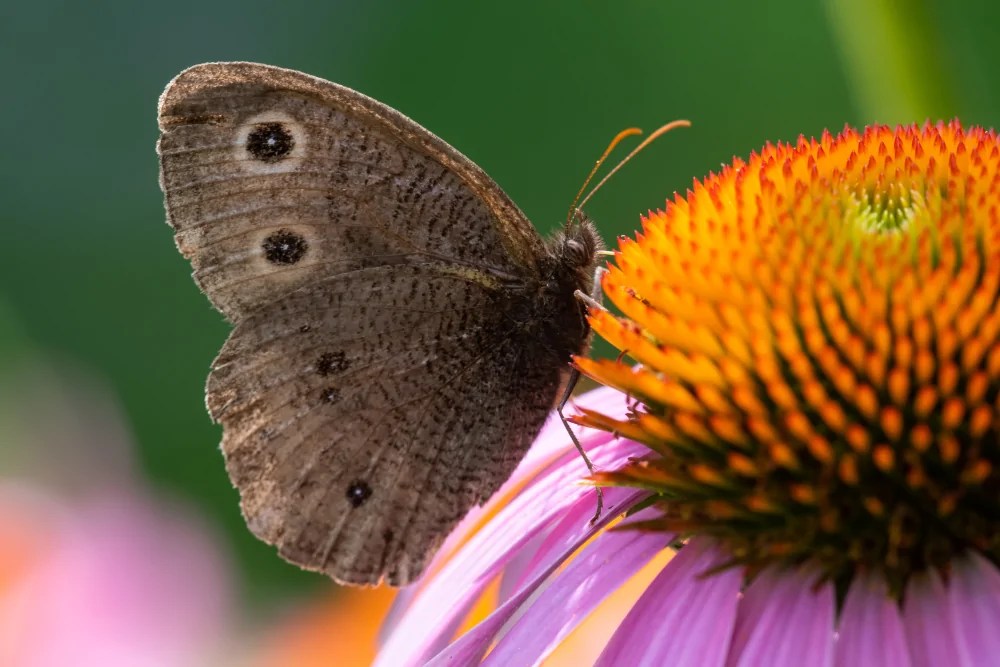 Little Bluestem Direct Native Plants