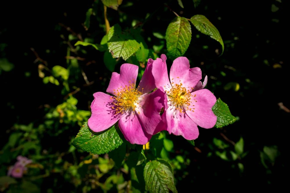 Buy Native Plants for Sale Online Direct Native Plants