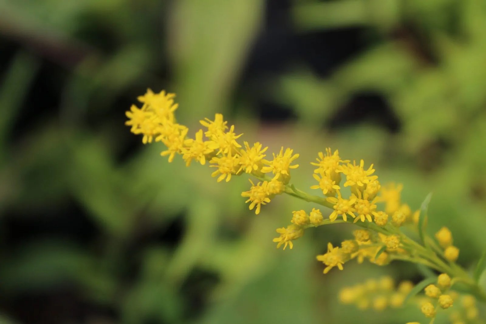 Sweet Goldenrod Direct Native Plants