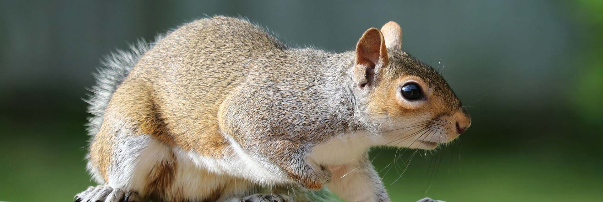 Squirrel removal Direct Pest Control Huddersfield