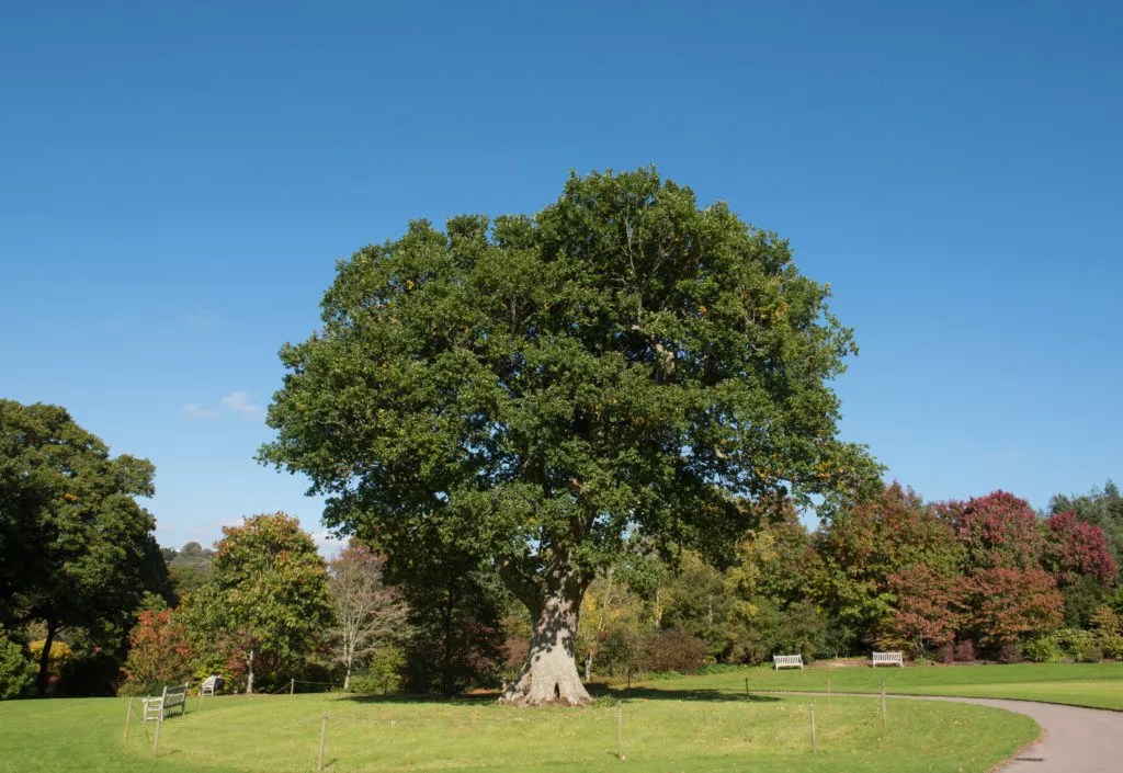 English Oak Quercus robur Directree