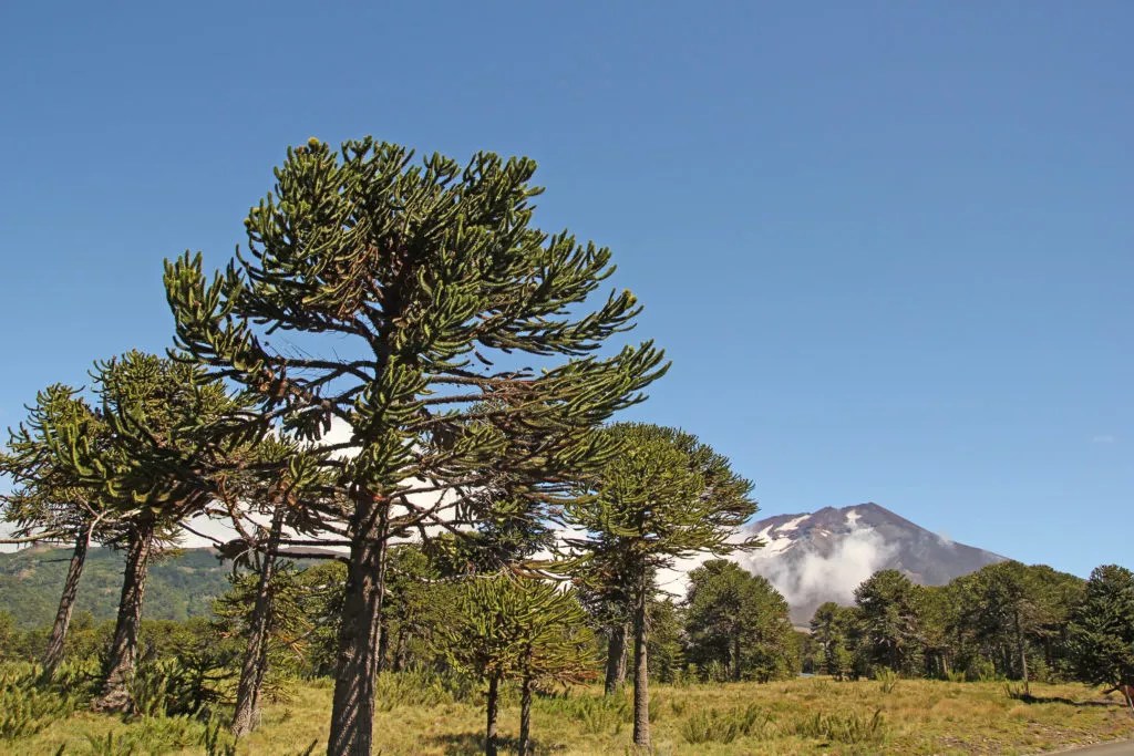 Monkey Puzzle Araucaria araucana Directree