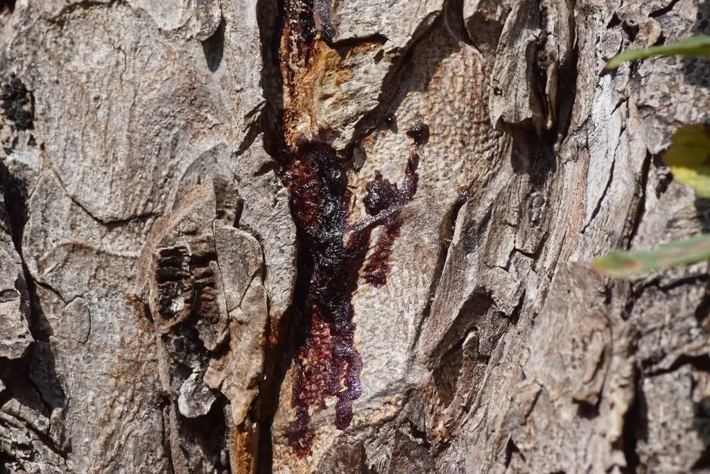 Horse Chestnut Bleeding Canker Pseudomonas syringae pv. aesculi