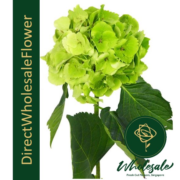 HYDRANGEA (COLUMBIA) Flower Wholesale in Singapore