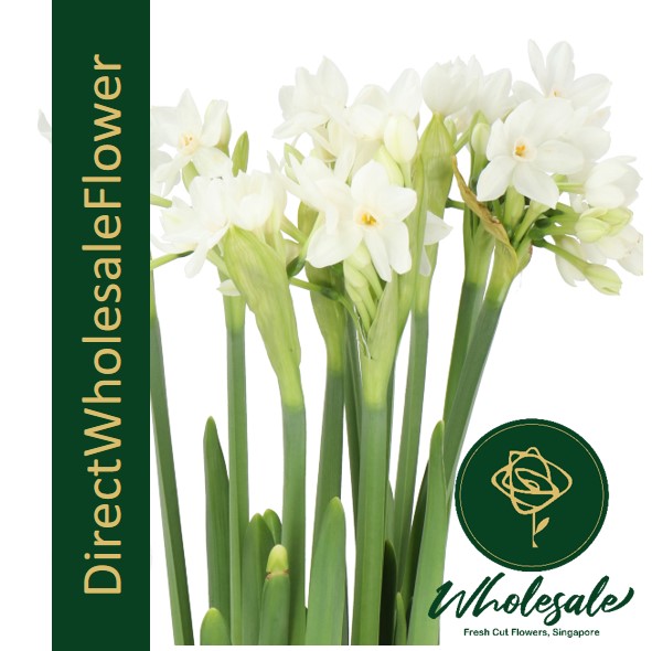 DAFFODIL Flower Wholesale in Singapore