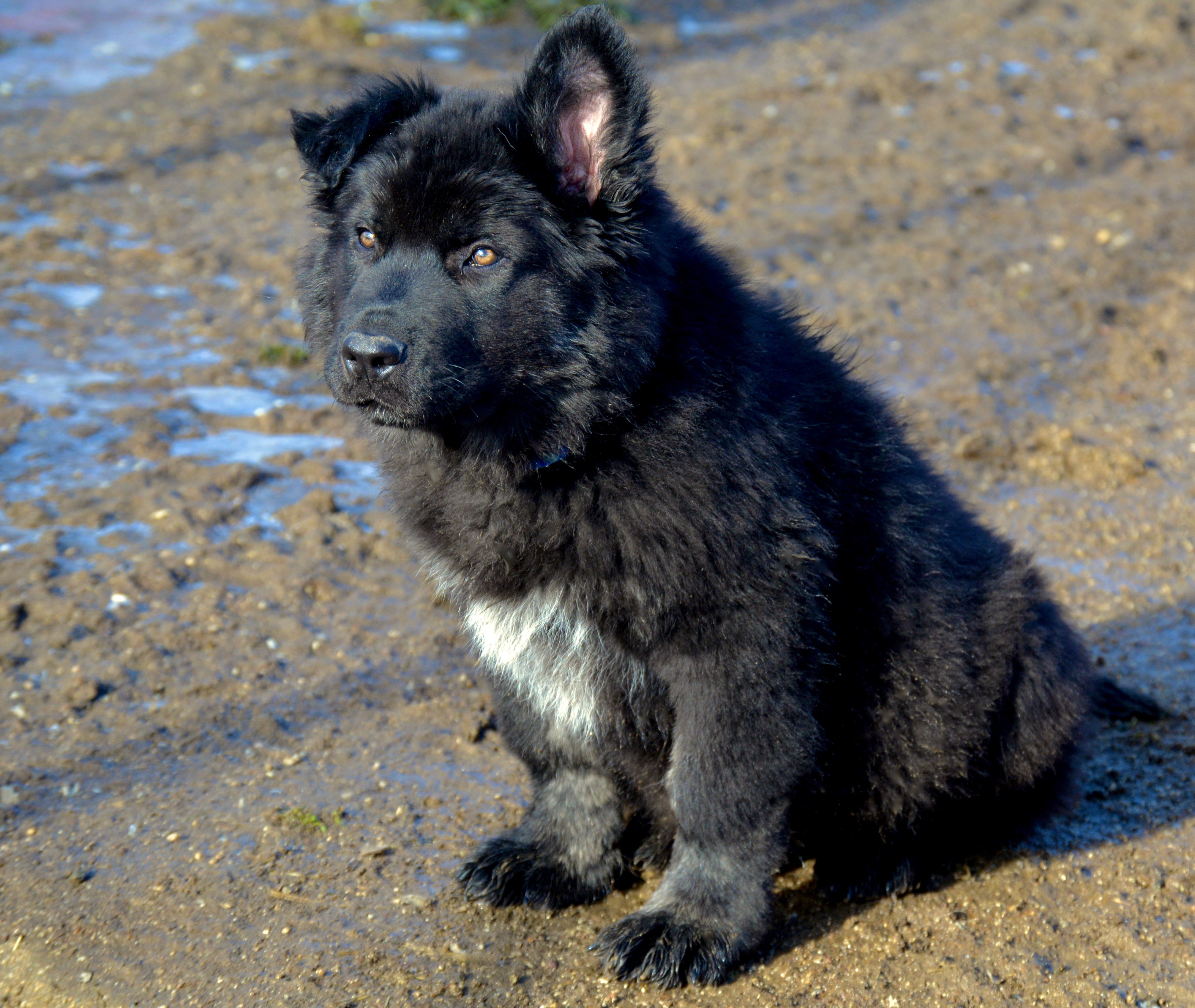Dire Wolf Puppy