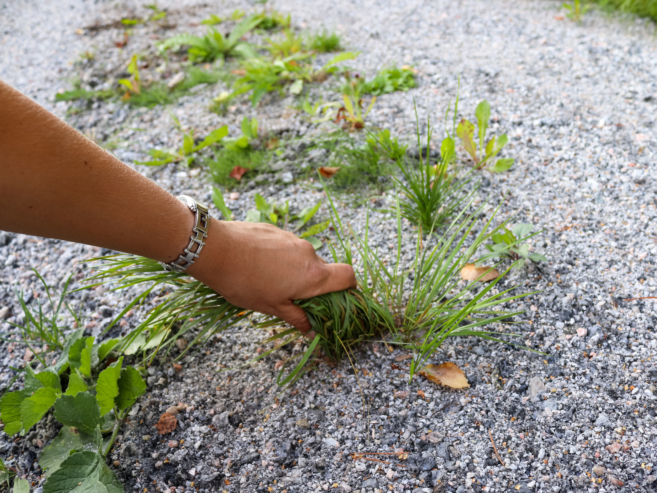 The Ultimate Guide on How To Kill Grass in Gravel JPW TRANSPORTS