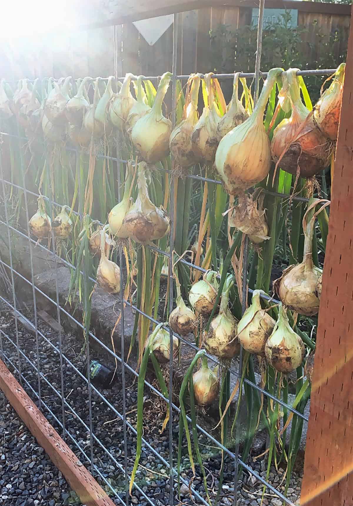 How to Grow Onions Dirt and Dough