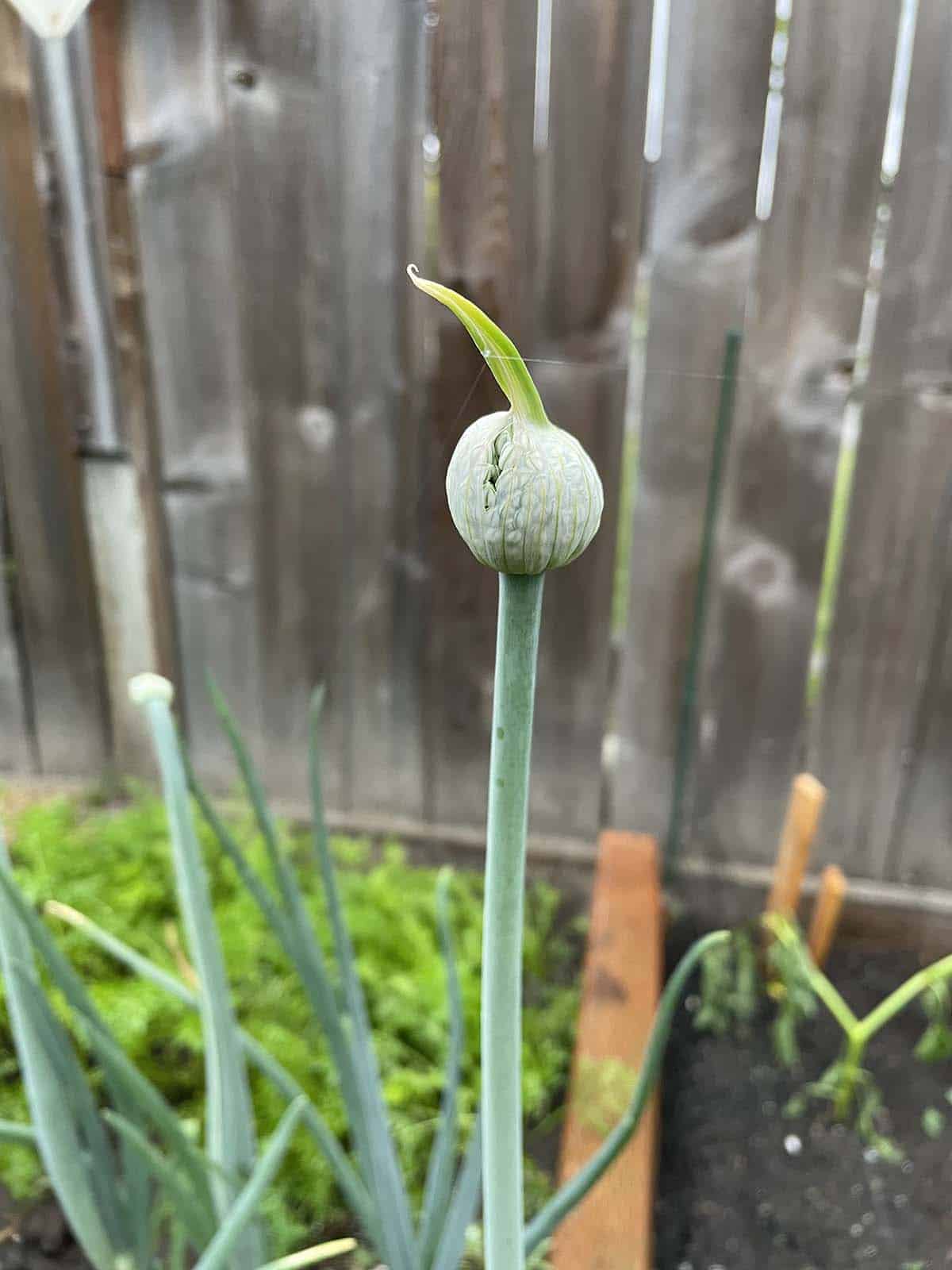 Why Do Onions Flower and What to Do Dirt and Dough