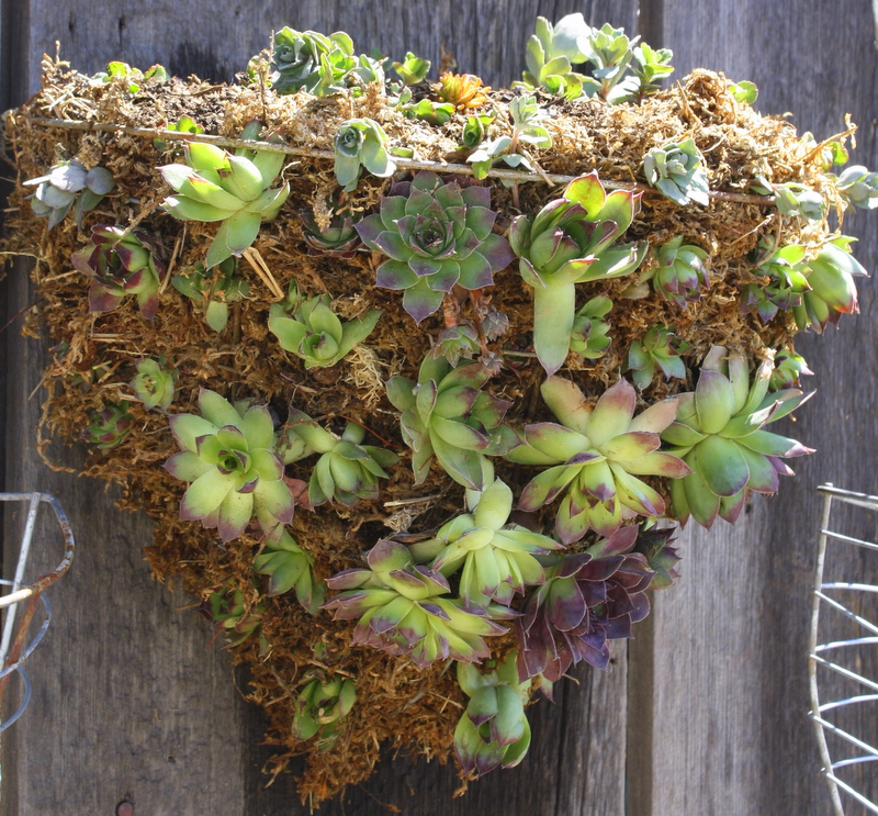 DIYSucculent Hanging Wall Basket » Dirt and Martinis