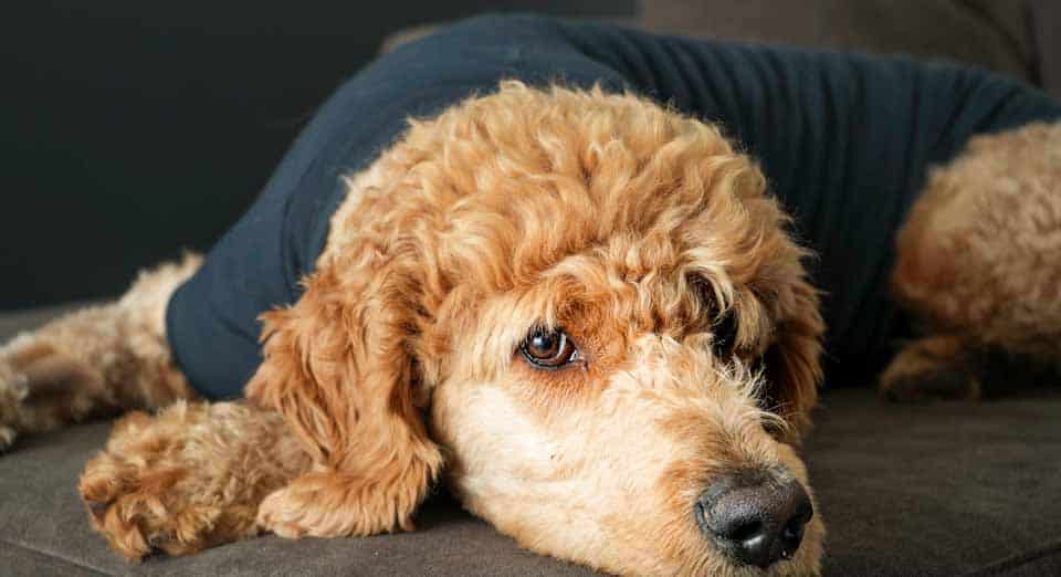 Best Carpet Cleaning Service in Lethbridge DirtBClean