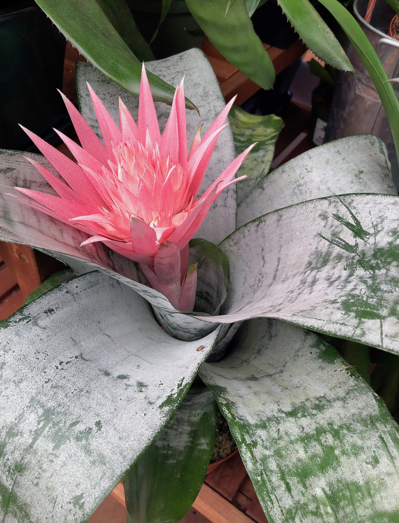 Transplanting Bromeliad Pups & Planting New Roses In An Old Rose