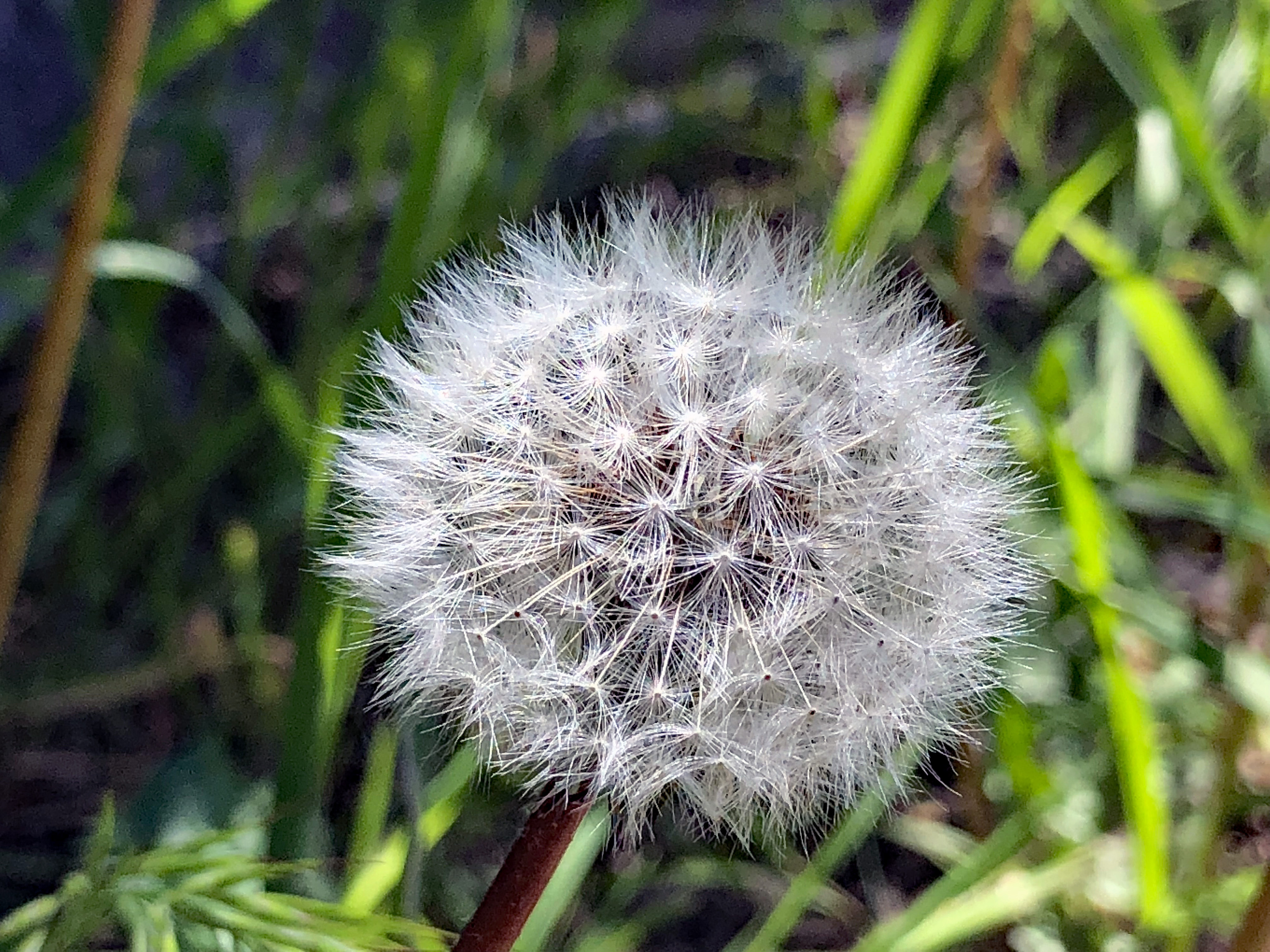 Controlling Dandelions & Epsom Salt On Roses The Dirt Gardener