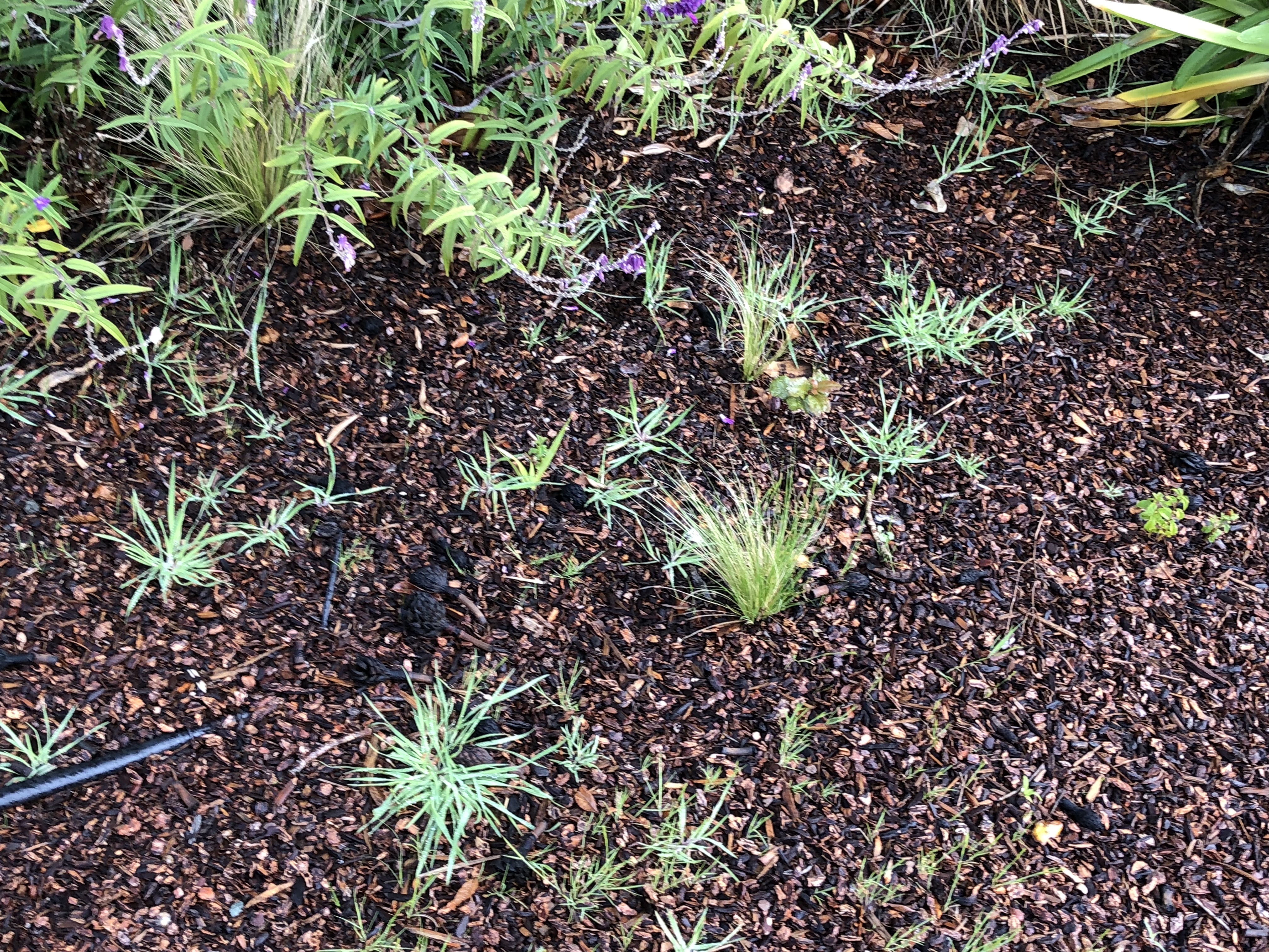 Weeds In Landscape Fabric The Dirt Gardener