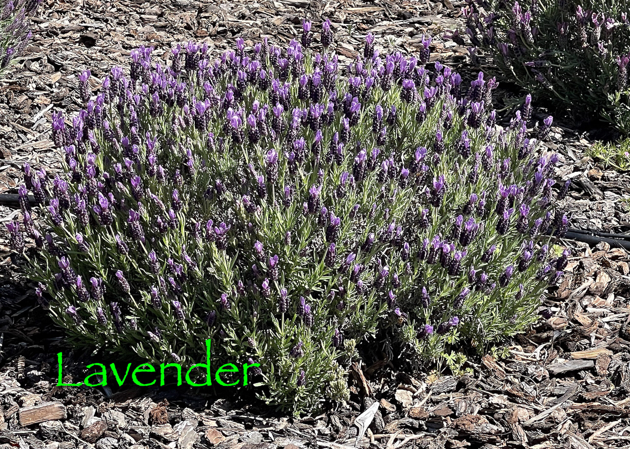 Pruning Lavender & Transplanting A Living Christmas Tree The Dirt