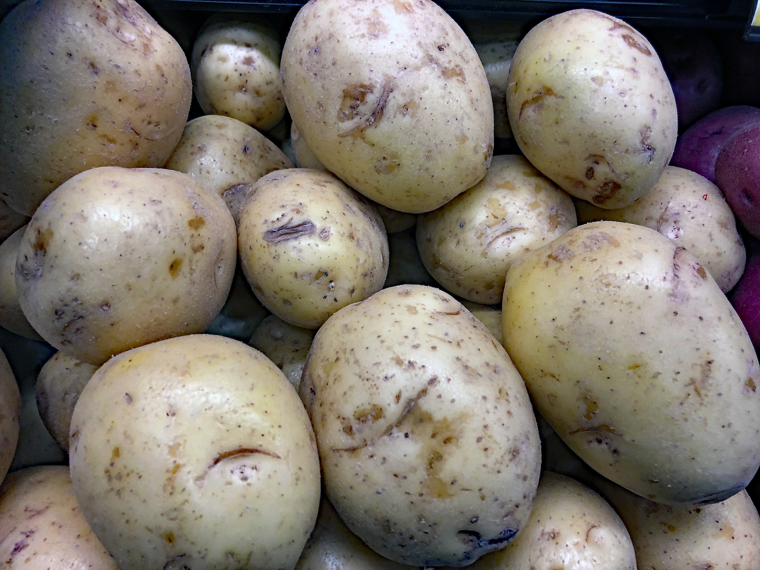 Planting Potatoes By The Moon The Dirt Gardener