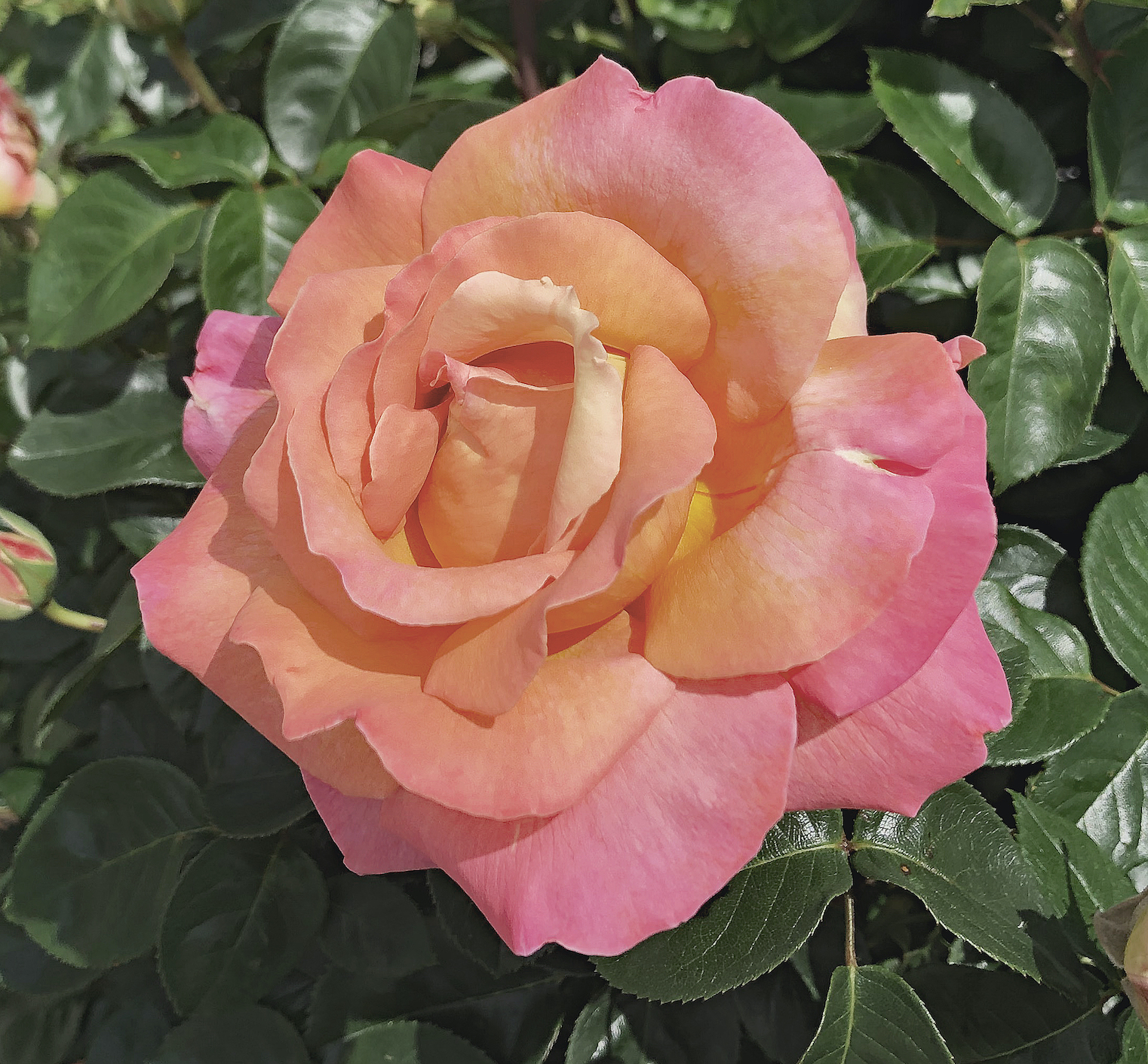 Rose Canes Turning Black & Pittosporum Die Back The Dirt Gardener