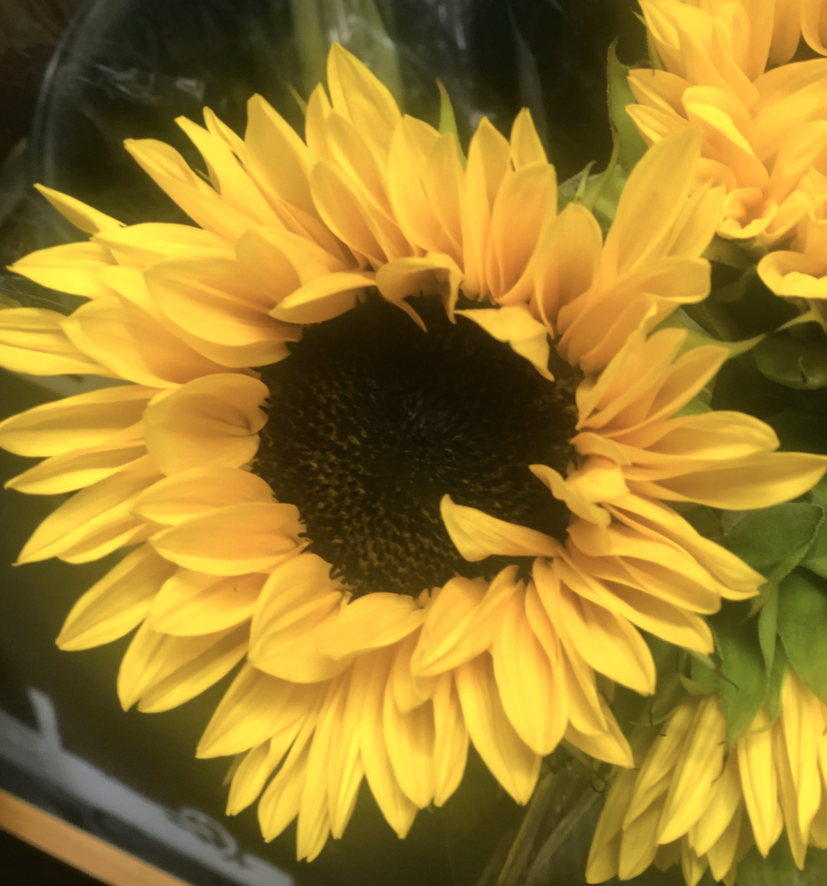 Sunflower Seeds & Snails The Dirt Gardener