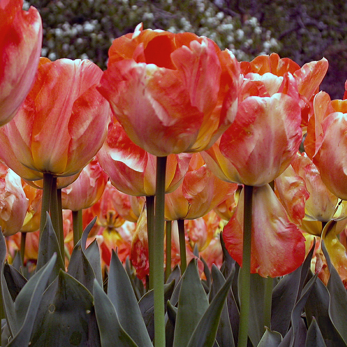 Combining Spring and Summer Flowering Bulbs & Cold Tolerant Lettuce