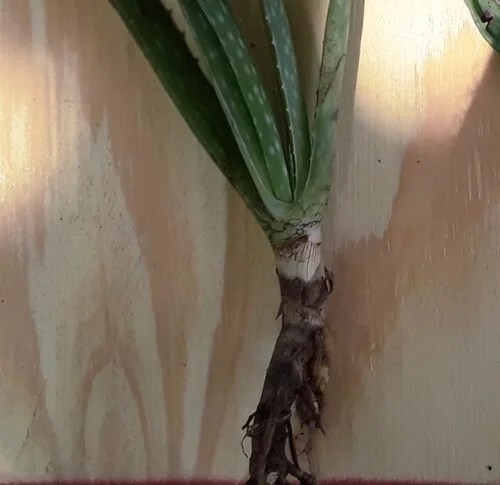 Tips On How To Transplant Aloe Vera Pups In A Container Or